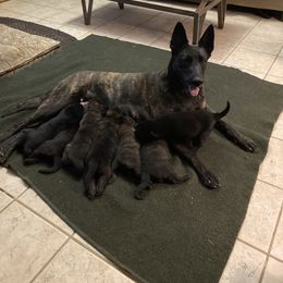 Dutch Shepherd Puppies from Dutch Den