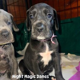 Light pink black girl - Black female Great Dane puppy in Georgia from Night Magic Danes