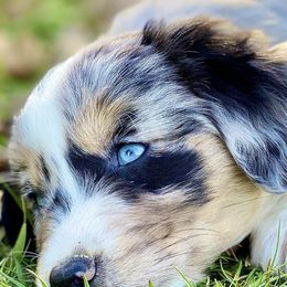 Miniature American Shepherds, Miniature Australian Shepherds, and Toy Australian Shepherds from The Aussie Pawsie