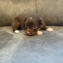 Bailey - Red tri female Miniature Australian Shepherd puppy in Oronogo, Missouri from Dutton's Show Me Farms