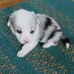 Olaf - Blue merle and white male American Corgi puppy in Plattsmouth, Nebraska from Moonlit Ranch
