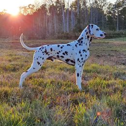 Pierce - Dalmatian