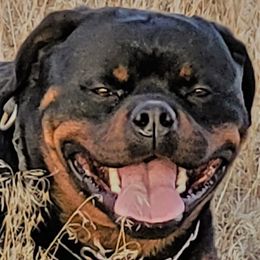 Chaz Dark Force - Black and mahogany male Rottweiler puppy in Denver, Colorado from Denver Rottweilers