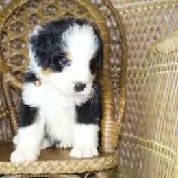 Red Male - Tri-color male Bernedoodle puppy in Belgreen, Alabama from Scott’s Farm Poodles and Doodles