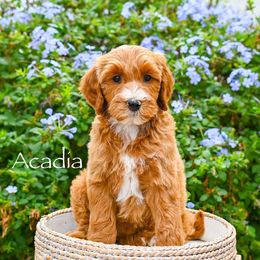 Acadia - Red  female Goldendoodle puppy in Tucson, Arizona from Sun Valley Goldendoodles