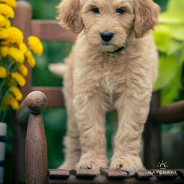Goldendoodle Puppies from Columbia River Doodles