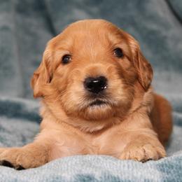 Nova - Apricot male Australian Labradoodle puppy in Stanwood, Washington from Victoria Creek Australian Labradoodles