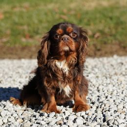 Charlie - Cavalier King Charles Spaniel