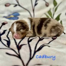Cadbury - Red merle male Australian Shepherd puppy in Howardsville, Virginia from Spectacular Aussies and Cavaliers