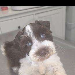 Titan 2lbs - Parti male Miniature Schnauzer puppy in Bloomington, California from Michael's Minis