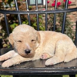 Grace - Apricot female Pyredoodle puppy in Bowling Green, Ohio from FDF Pyredoodles & Bernedoodles