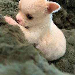 Tammy - Fawn and white female Chihuahua puppy in Amity, Pennsylvania from Rhoda and Verna
