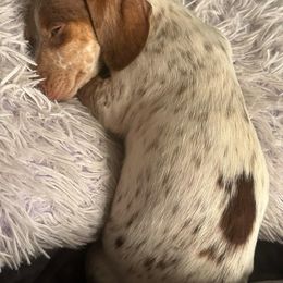 Maddy - Dachshund