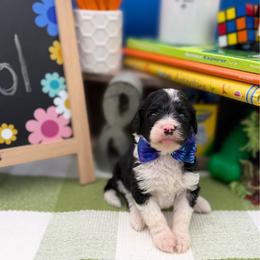 Dalton - Black and white male Sheepadoodle puppy in Willacoochee, Georgia from Kitandkboodle's Doodles