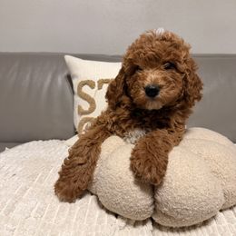 Boy 4 - Red  male Goldendoodle puppy in Sacramento, California from Goldendoodlesca