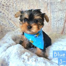 Mayson - Black and gold male Yorkshire Terrier puppy in Nitro, West Virginia from Kathryn's Yorkies