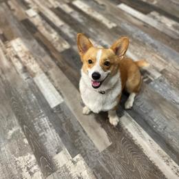 Maple - Red female Pembroke Welsh Corgi puppy in Flat Rock, Alabama from Fluffy Butt Acres