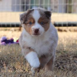Roma - Red merle female Australian Shepherd puppy in Weatherford, Texas from Ridgestar Aussies
