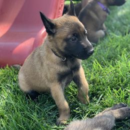 Belgian Malinois Puppies from Tehachapi Malinois