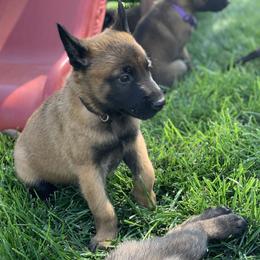 Belgian Malinois Puppies from Tehachapi Malinois