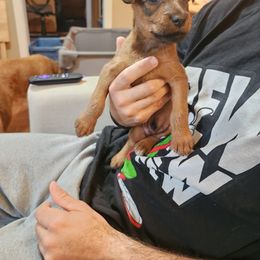 Irish Terrier Puppies from Jackman's Puppies