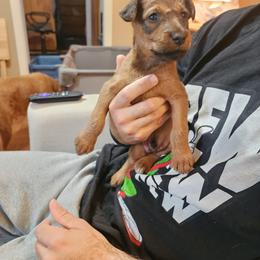 Irish Terrier Puppies from Jackman's Puppies