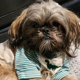 Shih Tzus from Donna's Shih Tzus