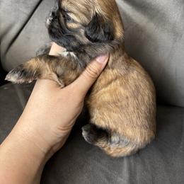 Bentley - Tricolor male Shih Tzu puppy in Lakeland, Florida from Sunshine Shih Tzus