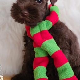 Miniature Schnauzer and Whippet Puppies from Saving Grace