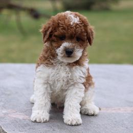 Butterscotch Boy - Red male Whoodle puppy in West Bend, Iowa from Blue Skies Terriers