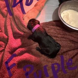 Girl 1 - Labrador Retriever puppy in Menomonee Falls, Wisconsin from Steppinstone Dog Training and Labradors/BC’s