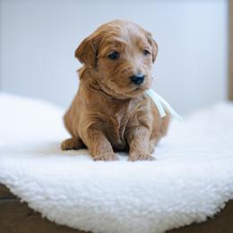 Teal collar girl - Moana - Red  female Goldendoodle puppy in Duncan, South Carolina from Abner Creek Poodles & Doodles
