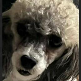 Liberty - Poodle