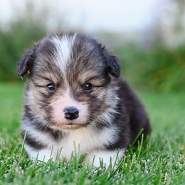 Chupacabra - Black and tan male Pembroke Welsh Corgi puppy in Mona, Utah from Sorensen Corgis