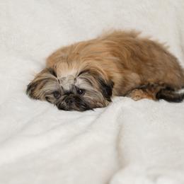 Shih Tzu Puppies from Good Lil Shih Tzu