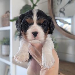 Milo - Tri-color male Cavalier King Charles Spaniel puppy in Stevens, Pennsylvania from Jodi's Cavalier King Charles Spaniels and Cavapoos