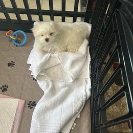 Maltese Puppies from Genice’s Small Wonders