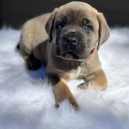 Red - Gray and fawn male Cane Corso puppy in Pollock Pines, California from Capitol City Cane Corso