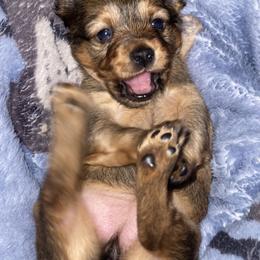 Prague Ratter Puppies from North Star Gem’s Prague Ratters