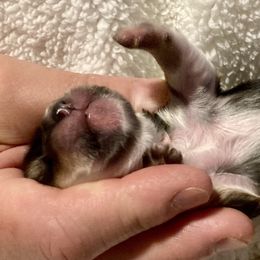 Maltipoo, Morkie, and Yorkipoo Puppies from Danza Bolo