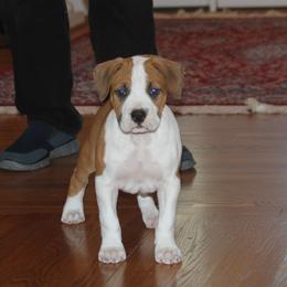 American Staffordshire Terrier Puppies from Diane Guilmette