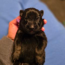 Purple collar (Bucky) - Black and red male German Shepherd puppy in Hermitage, Pennsylvania from Shepherds of the Hundred Acres