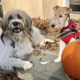 Wire Fox Terrier Puppies from What the Fox - Wire Fox Terrier