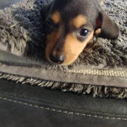 Angel - Black and tan female Dachshund puppy in Newcomerstown, Ohio from Rose's Dachshunds