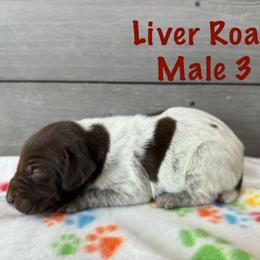 Cane - Liver roan male German Shorthaired Pointer puppy in Axton, Virginia from Red Clay Kennels