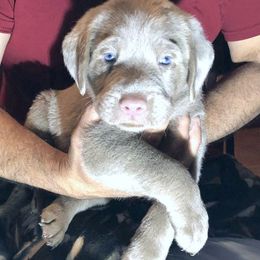 Dilute Retrievers from DLime Ranch Silver Labs
