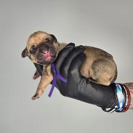 Eden - Fawn female Cane Corso puppy in Elkhart, Indiana from Martins Almighty Cane Corsos