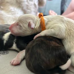 Mayonnaise - Gold female Border Collie puppy in Franklin, Maine from Broad Meadow Borders