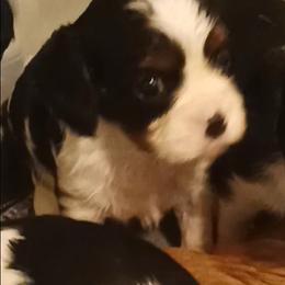 Boy one - Tri-color male Cavalier King Charles Spaniel puppy in East Providence, Rhode Island from Marta's Cavaliers