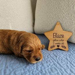 Blaze - Dark golden male Golden Retriever puppy in Inman, South Carolina from Shadow Acres